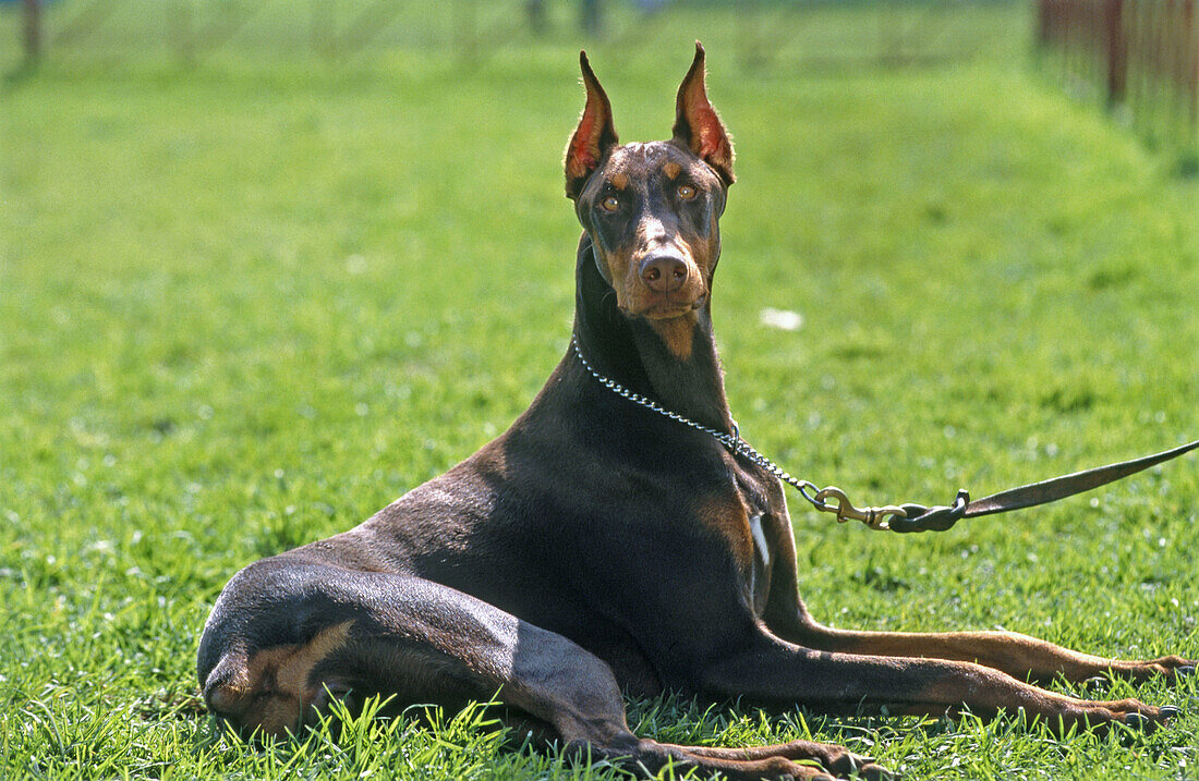 Dog show at the mexican kennel club