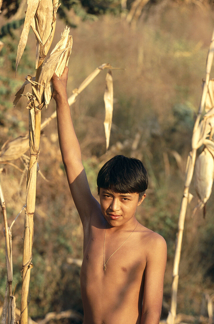 Boy at corn plantation. Mexico