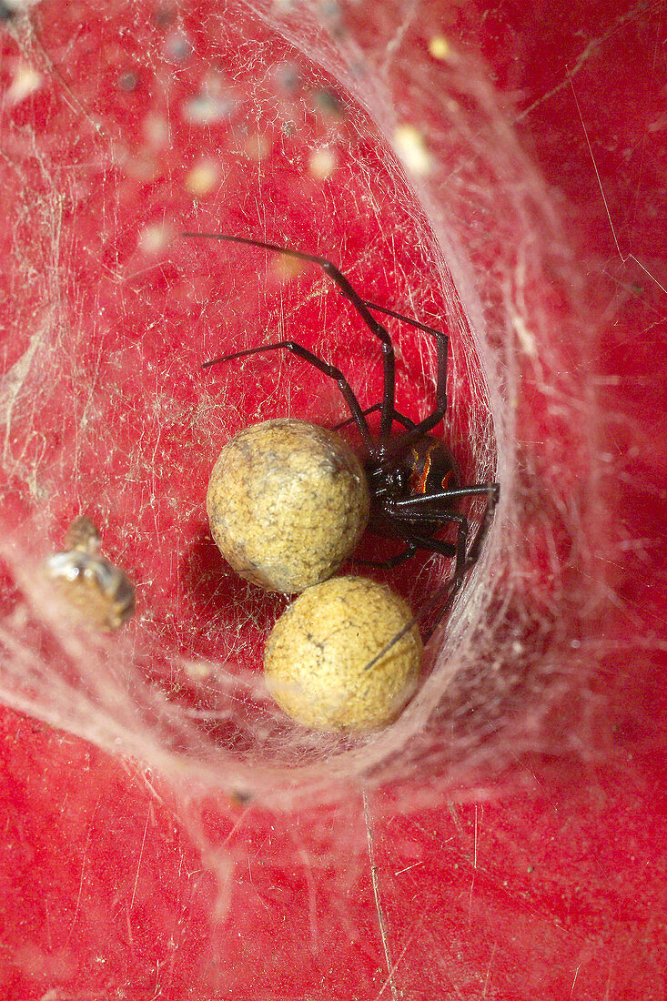 Black widow spider with eggs. Morelos. Amatlán. Mexico.