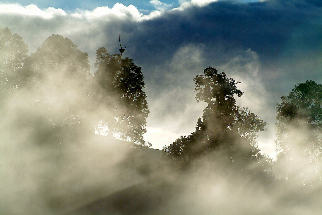 Sunrise in the forest. Sierra de Motozintla. El Porvenir. Chiapas. Mexico.