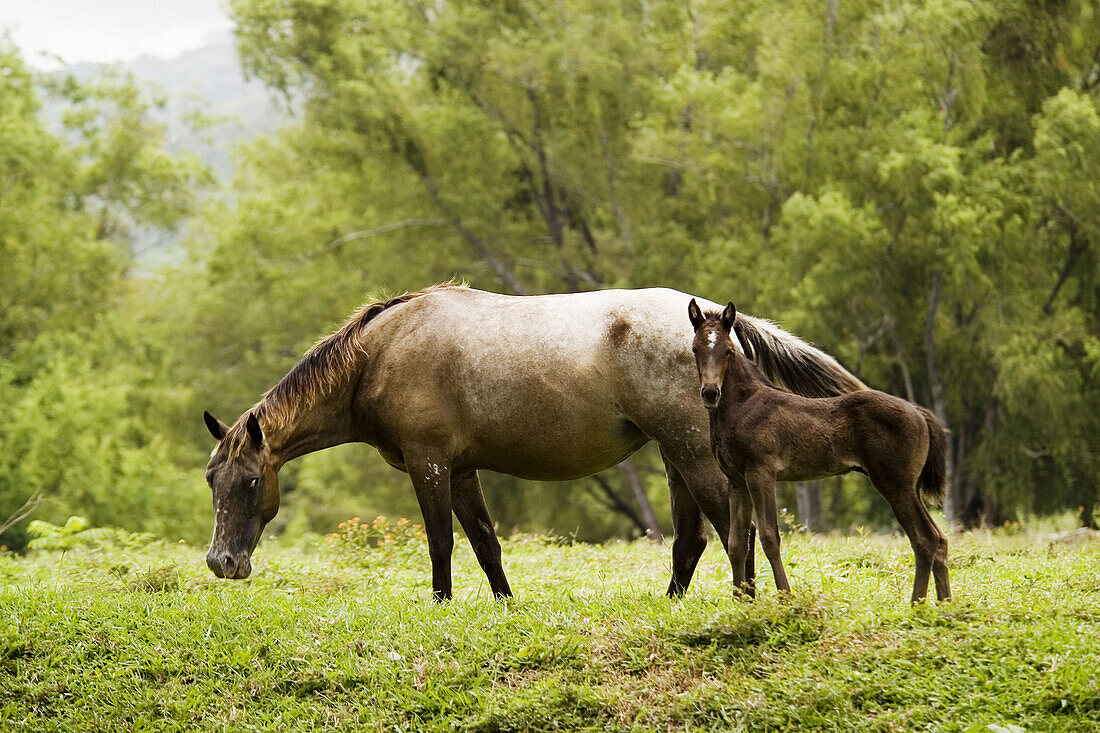 Mare and foal. Veracruz, Mexico