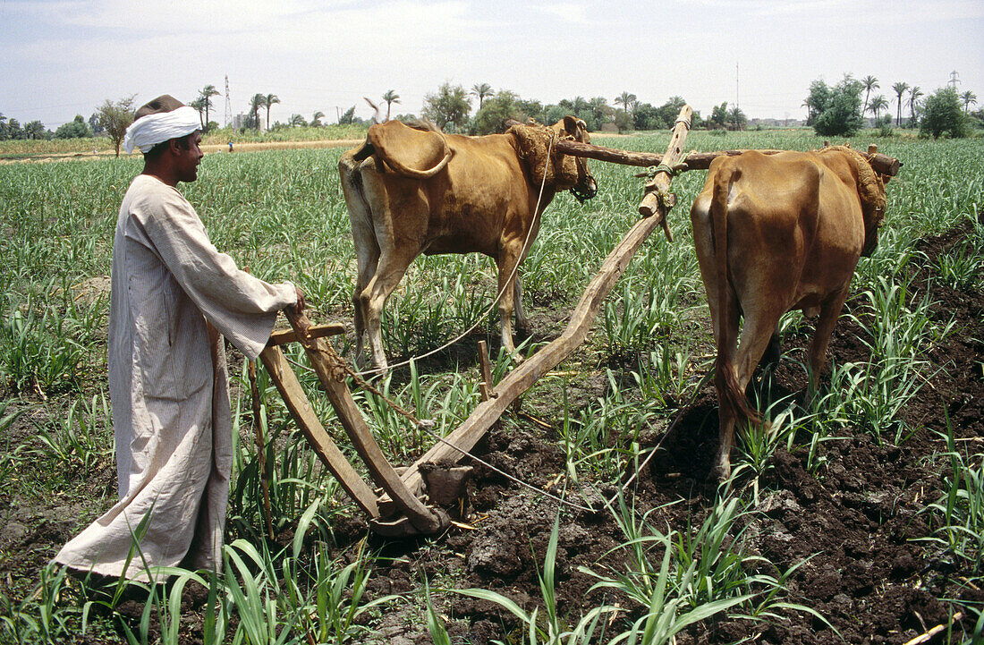 Peasants. Qena, Egypt.