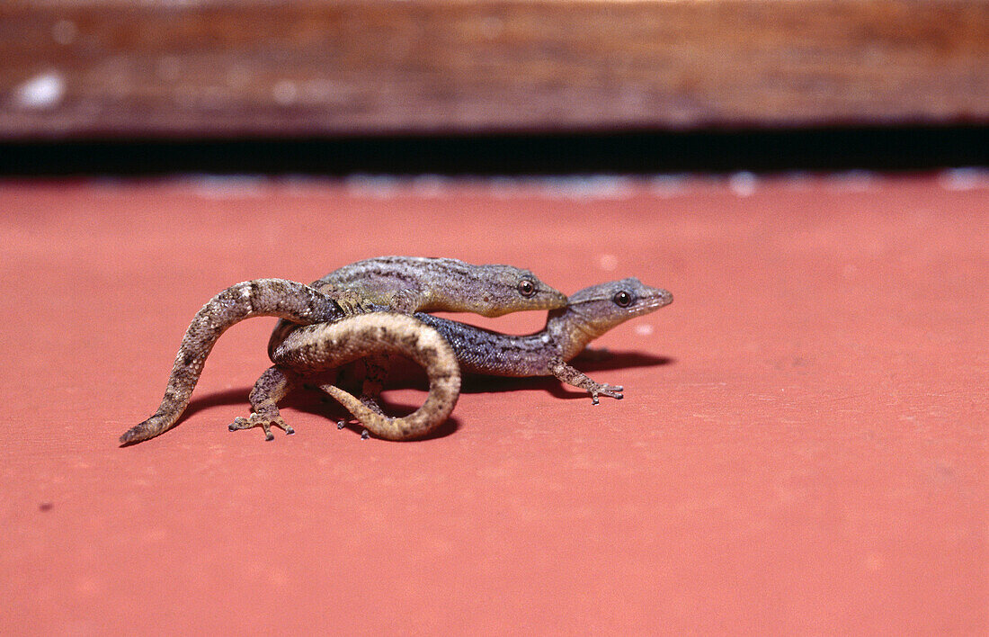 Lizards. Guatemala