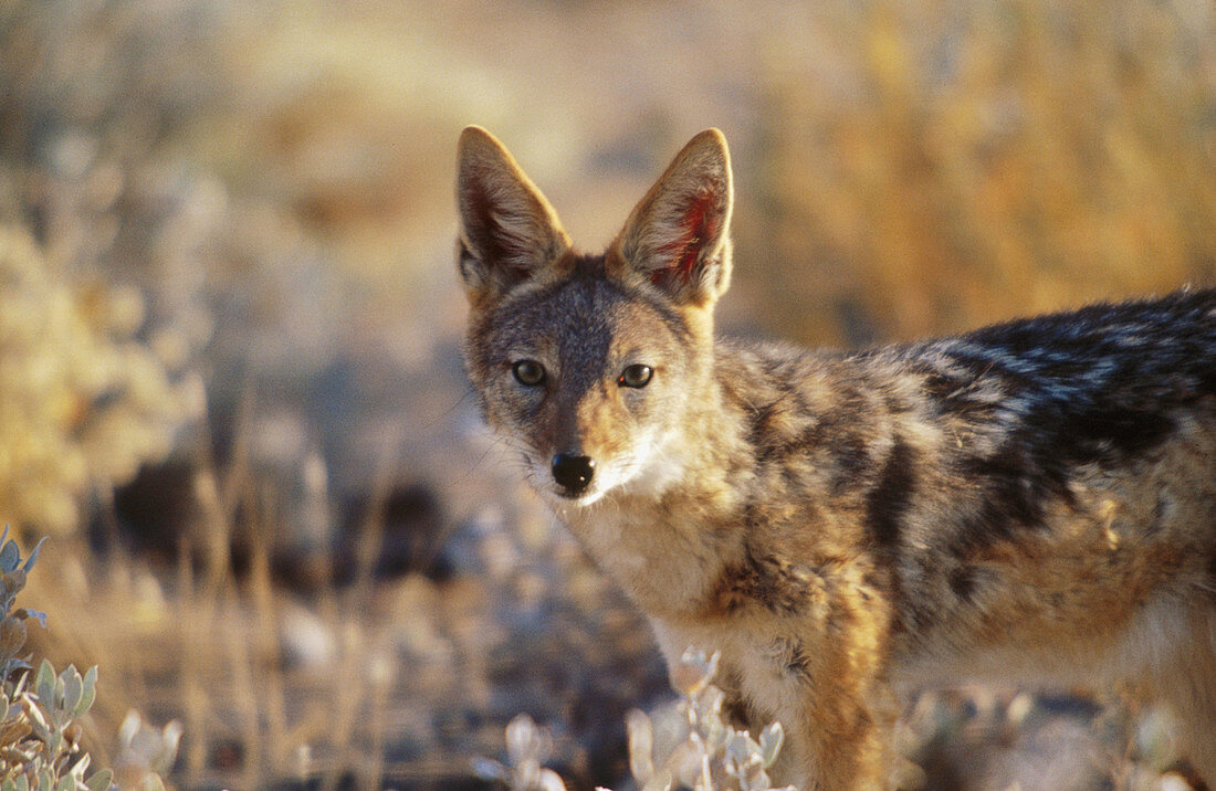 Jackal. Etosha National Park. Namibia.