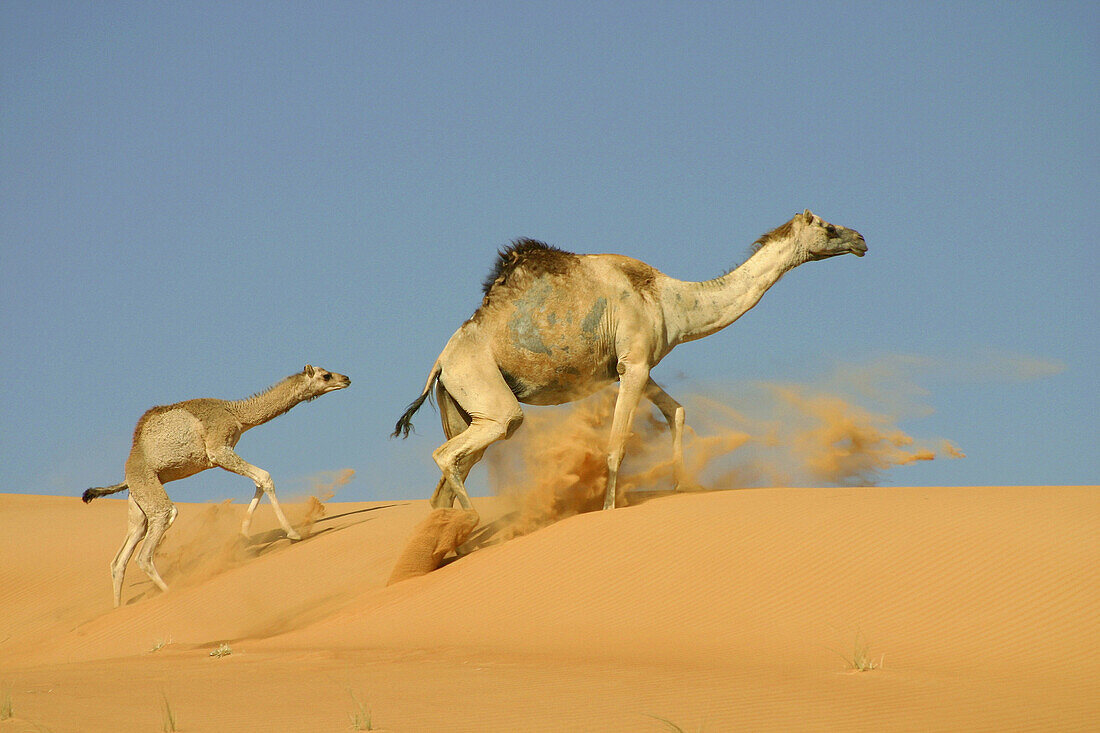 Mother and infant camel racing the dunes, Al Yahar, Abu Dhabi, United Arab Emirates