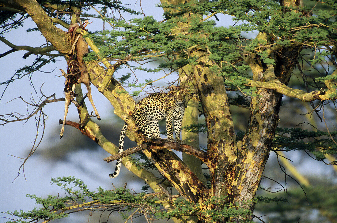 Leopard (Panthera pardus) with prey. Serengeti National Park. Tanzania