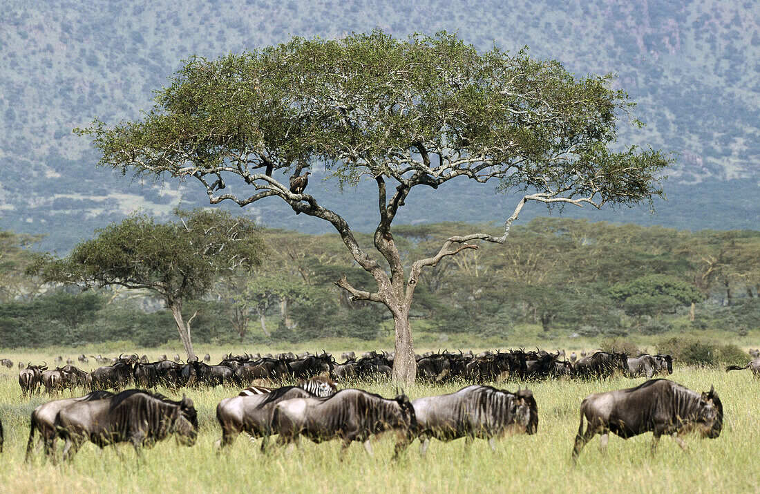 Zebra-wildbeest migration. Serengeti National Park, Tanzania