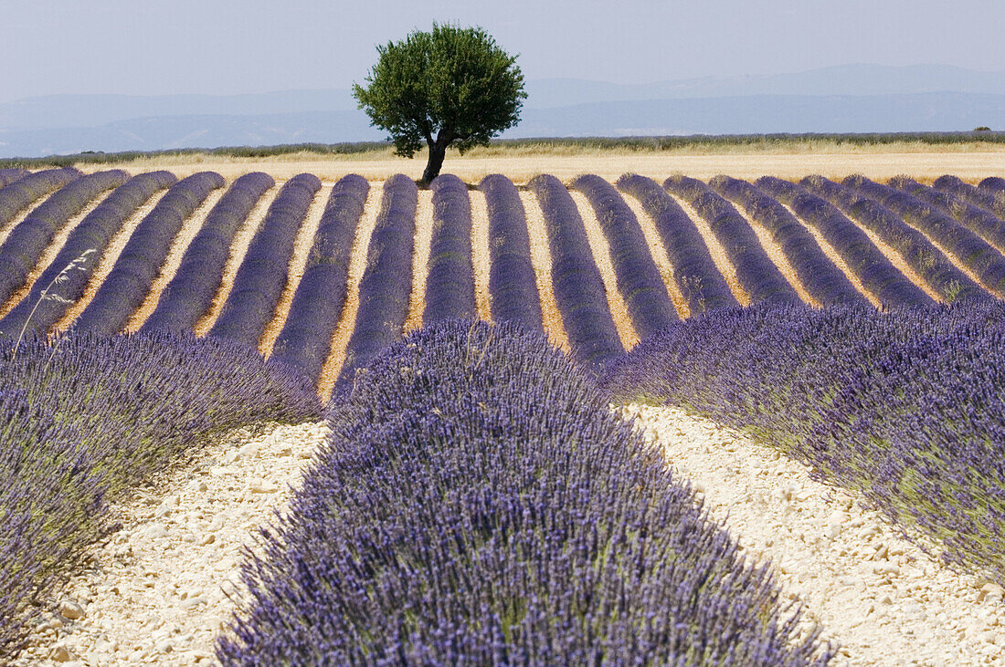 Blooming Lavender Field (Lavendula angustifolia)