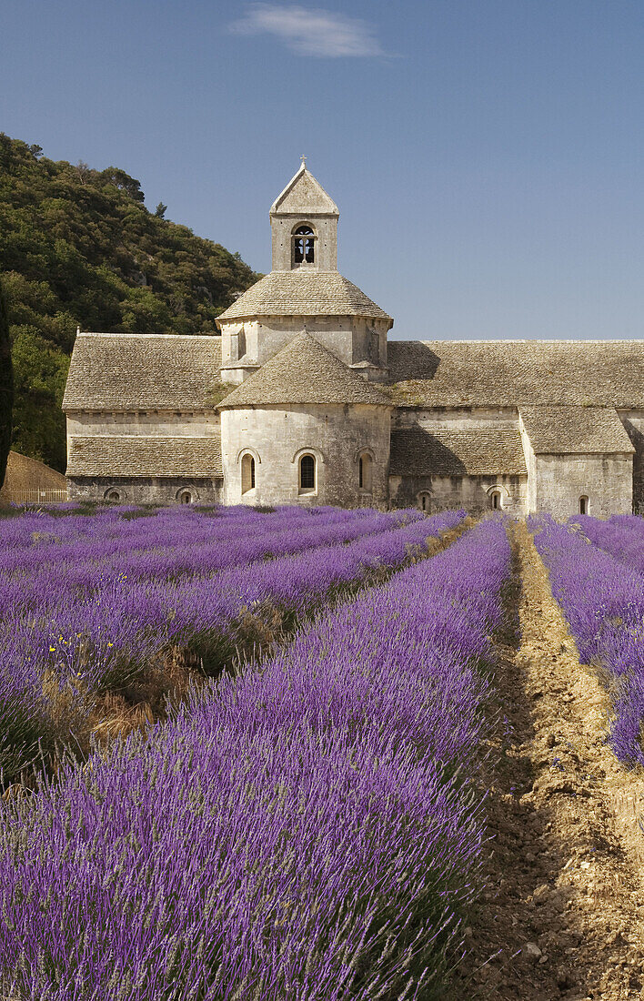 Blossoming lavender field and Sénanque abbey. Vaucluse, Provence. France. Foundation at 1148
