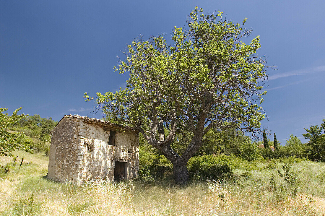 Old stone house and Olive Tree (Olea europaea)
