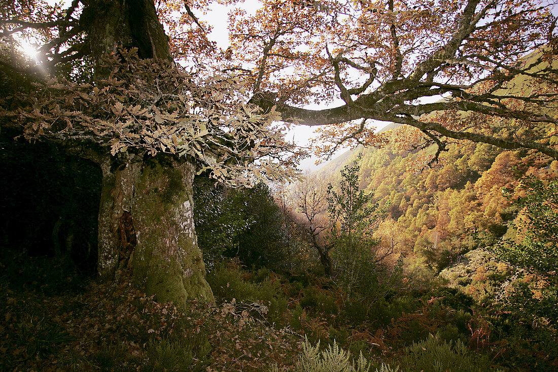 Oak, Los Ancares national game reserve, Brego valley in autumn. Lugo province, Galicia, Spain