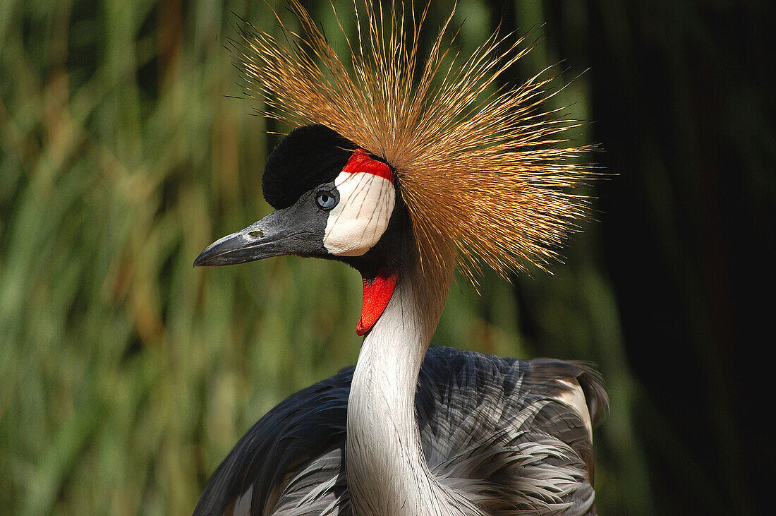 Crowned Crane (Balearica regulorum)