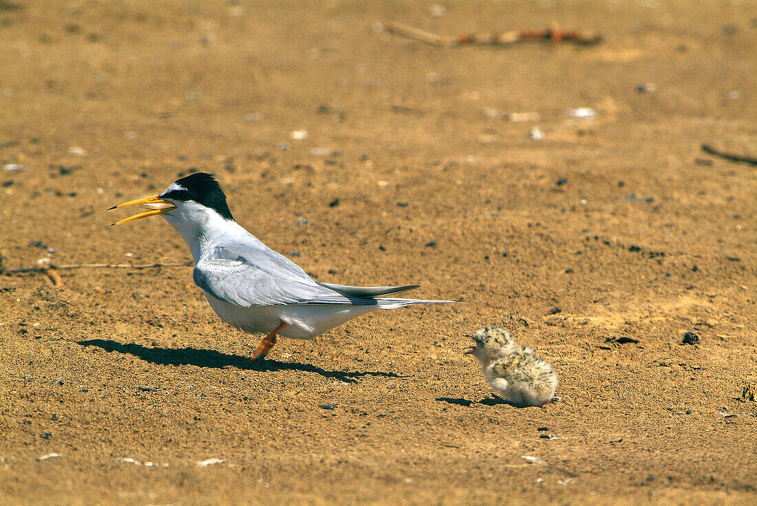 Tern with young