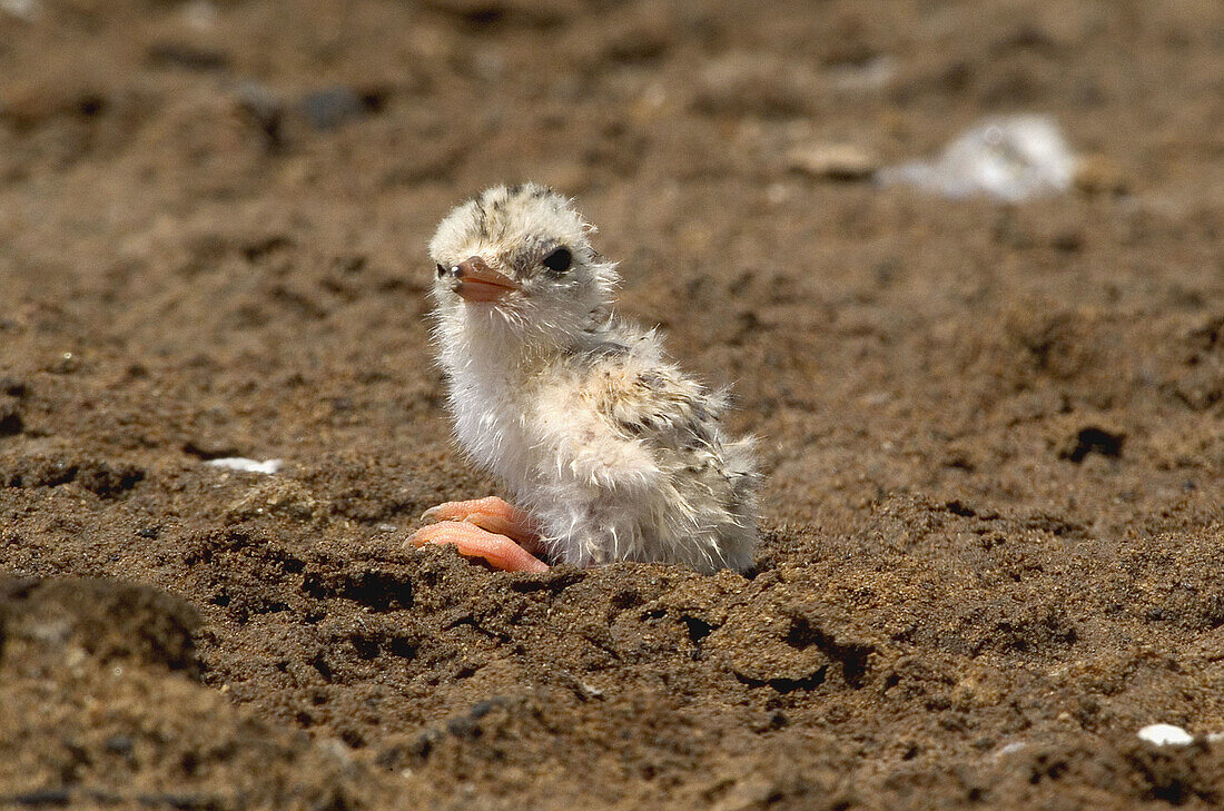 Tern chick