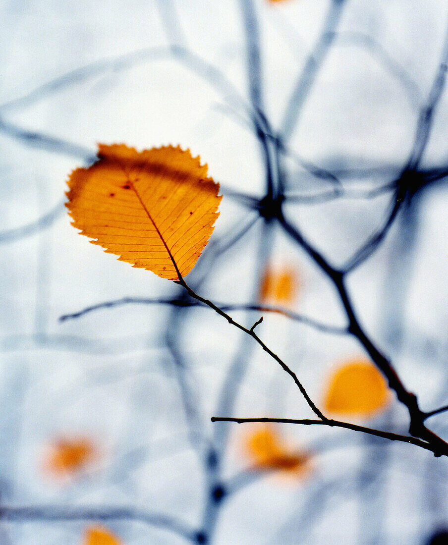 Lone leaves on branches, during the Autumn season, Minnesota State Park, Eagan, Minnesota 2004