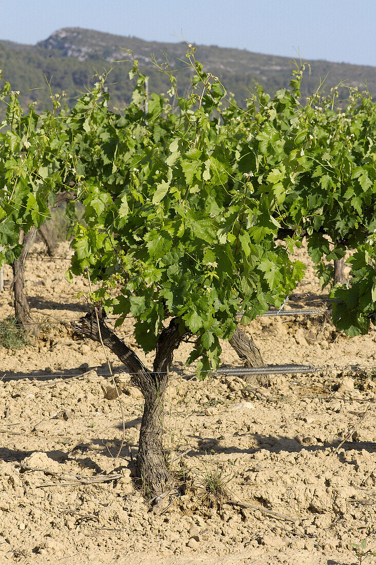 Vineyards in La Gornal, Alt Penedès. Barcelona province, Catalonia. Spain