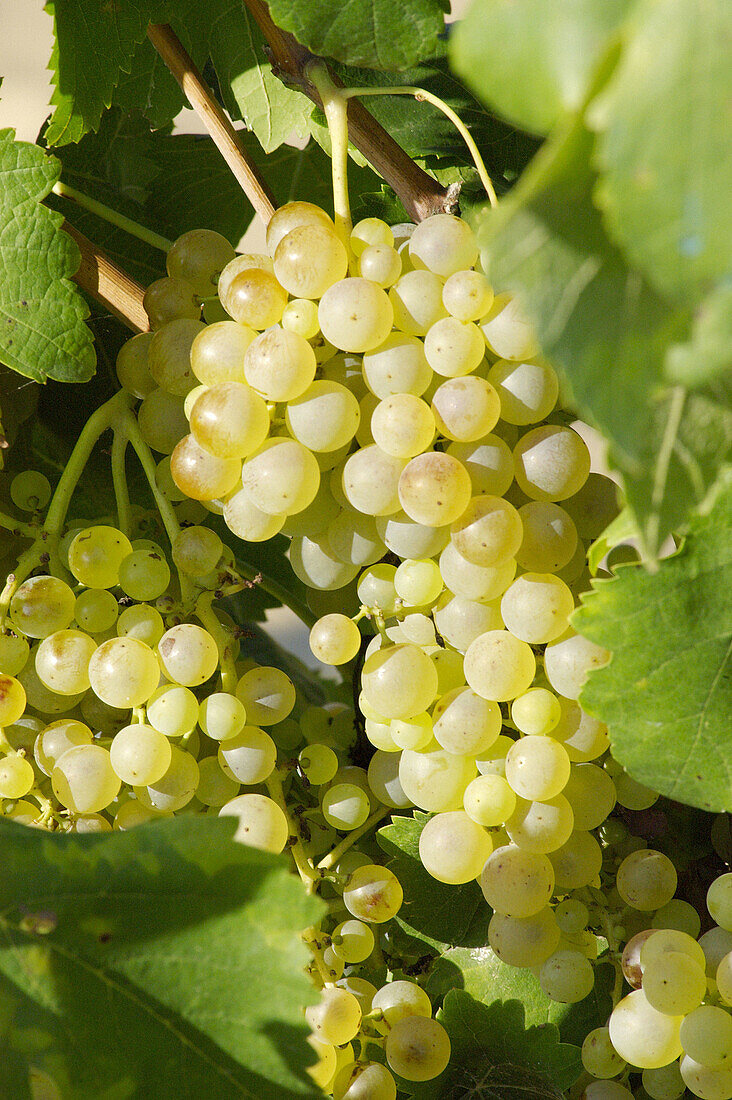 White grapes (Vitis vinifera). Vilafranca del Penedès, Alt Penedès. Barcelona province, Catalonia, Spain