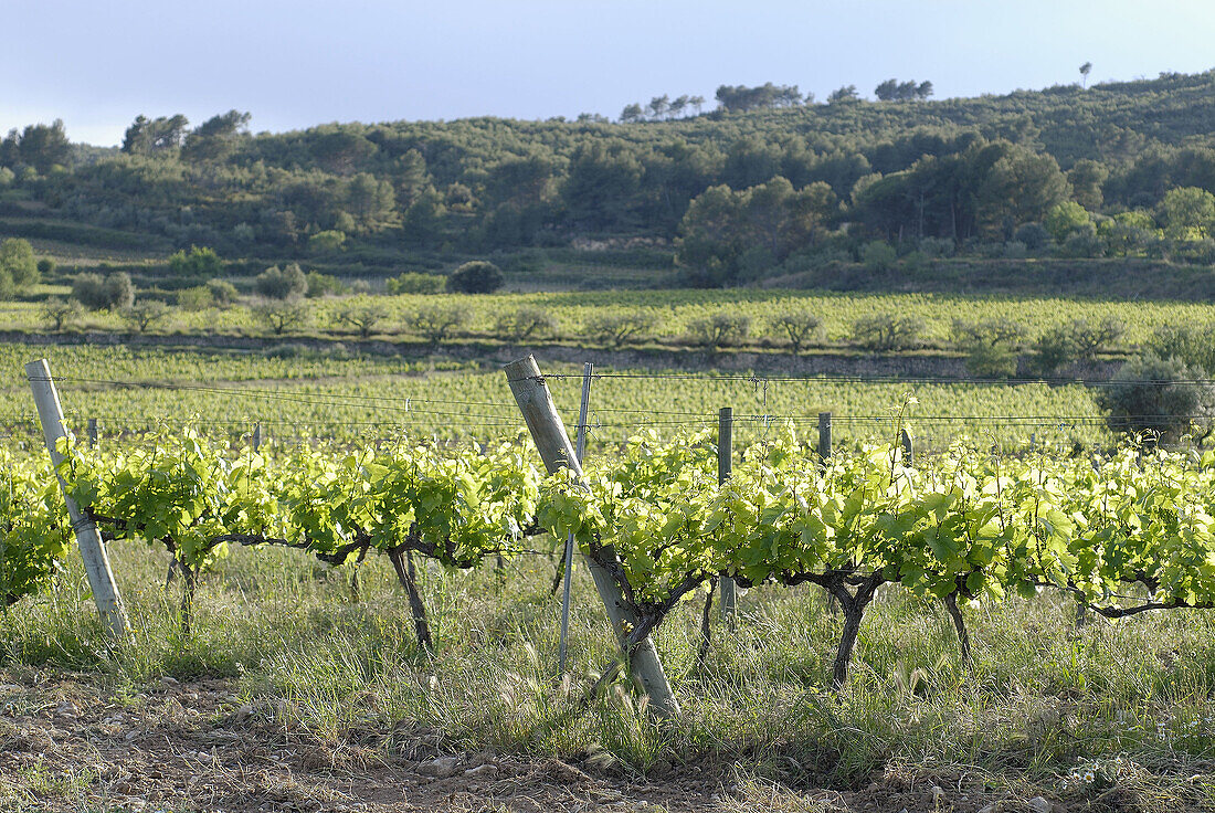 Vineyards, Sant Martí Sarroca. Alt Penedès, Barcelona province, Catalonia, Spain