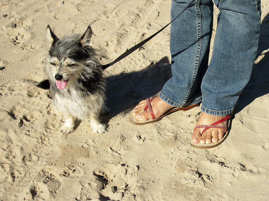 Girl walking small dog on the beach