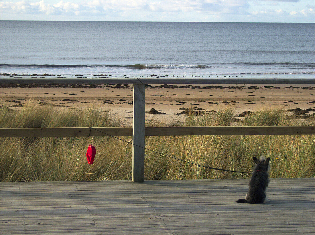 Dog, beach