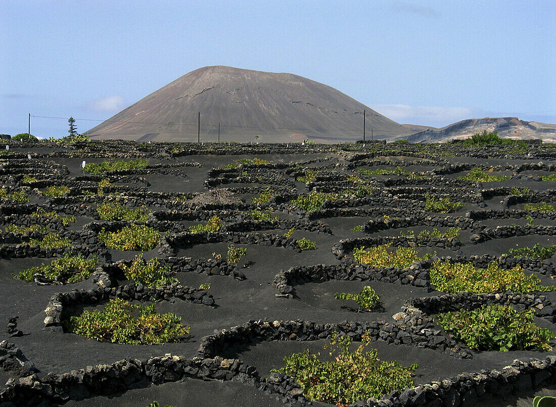 Vineyards growing on volcanic ashes. La Geria. Lanzarote, Canary Islands. Spain