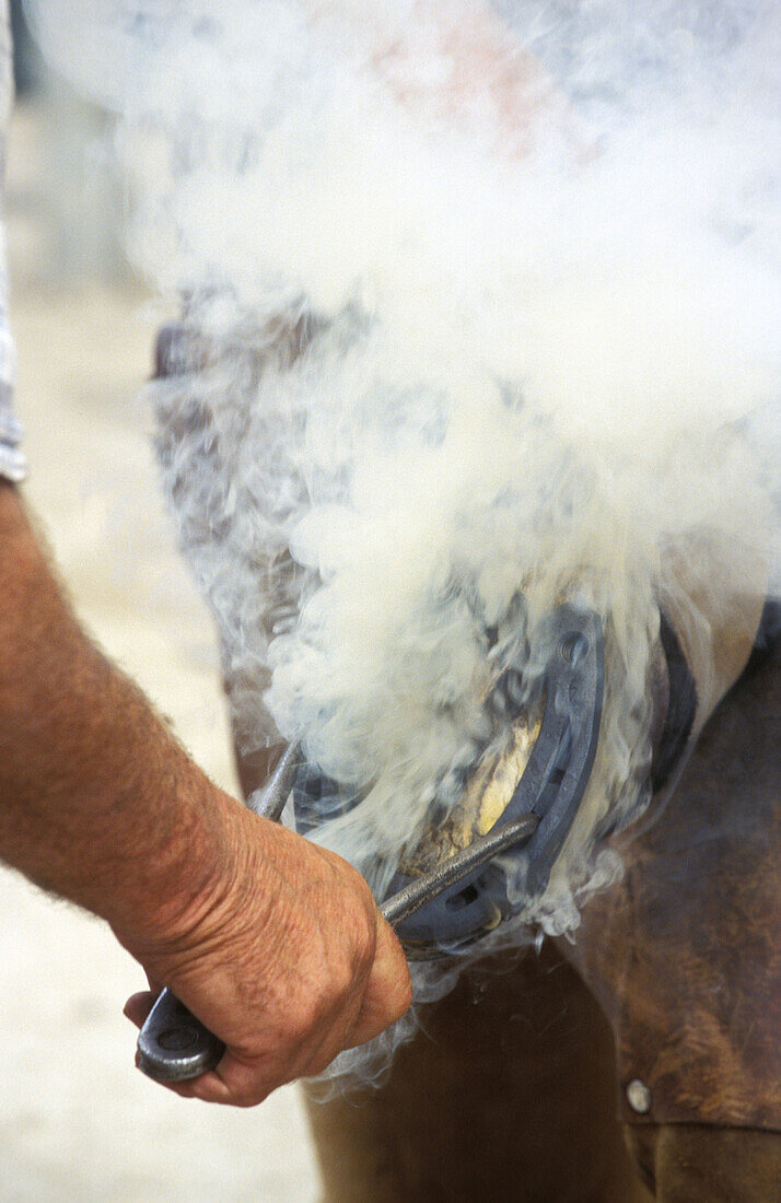 Blacksmiths fitting a horseshoe