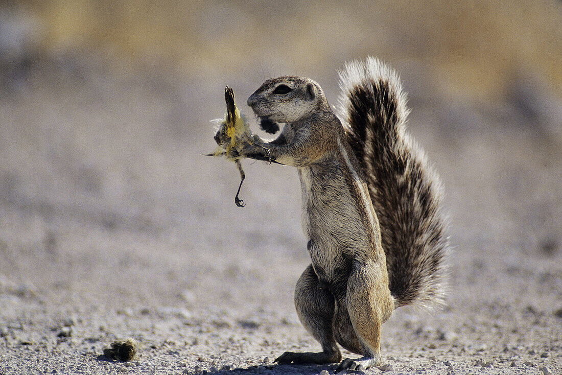 Squirrel in Etosha Pan, Namibia.