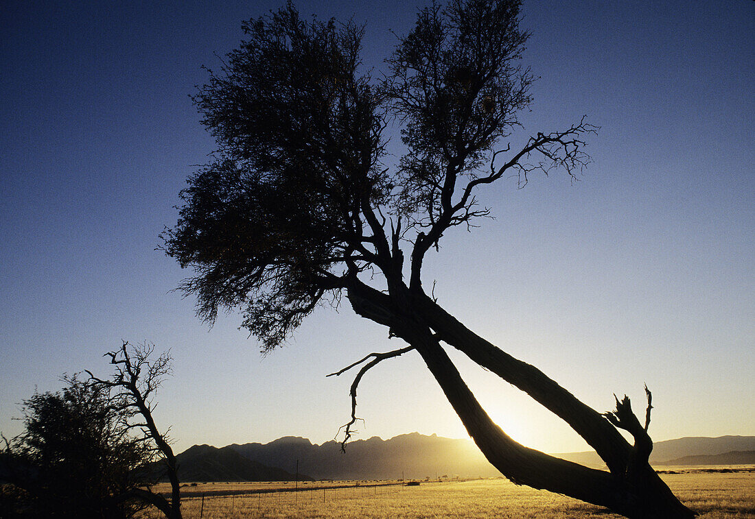 Trees in arid landscape of Namib Naukluft Desert, Namibia