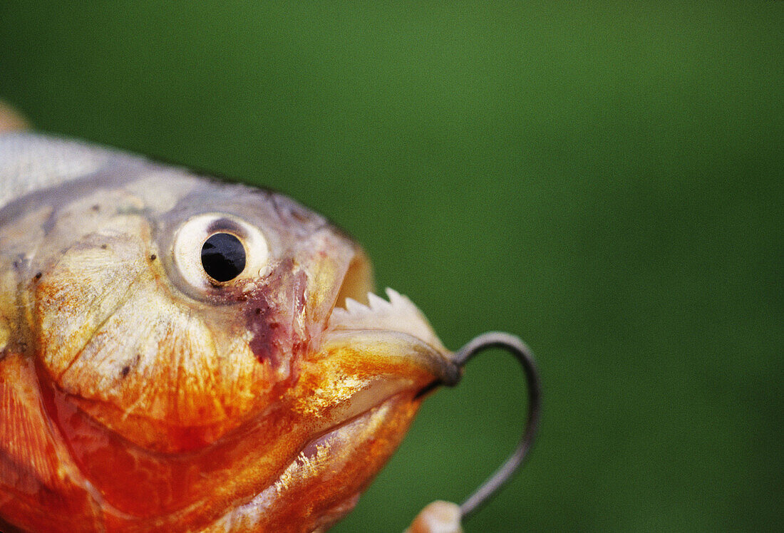 Piranha caught on a hook in the Amazon river of Brazil.