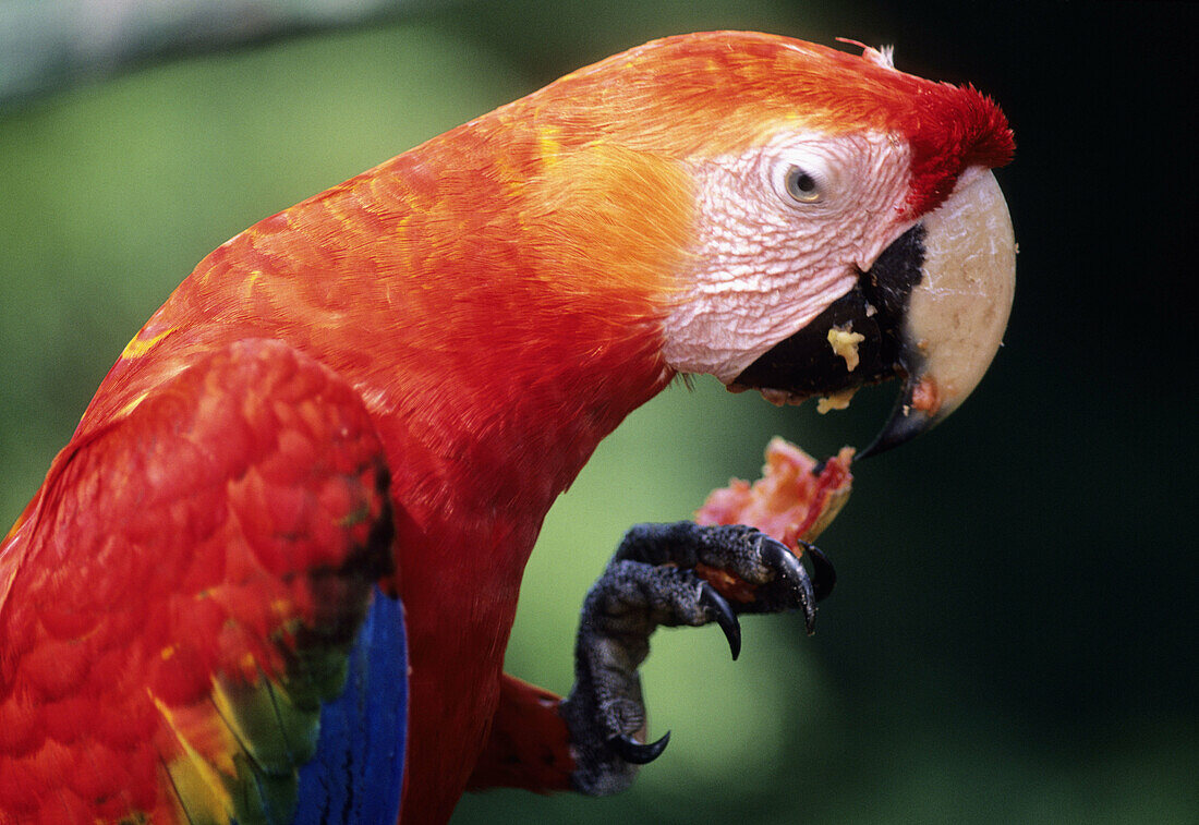 A shot of a Macaw while eatting a piece of fruit in the Amazon Rain Forest of Brazil.