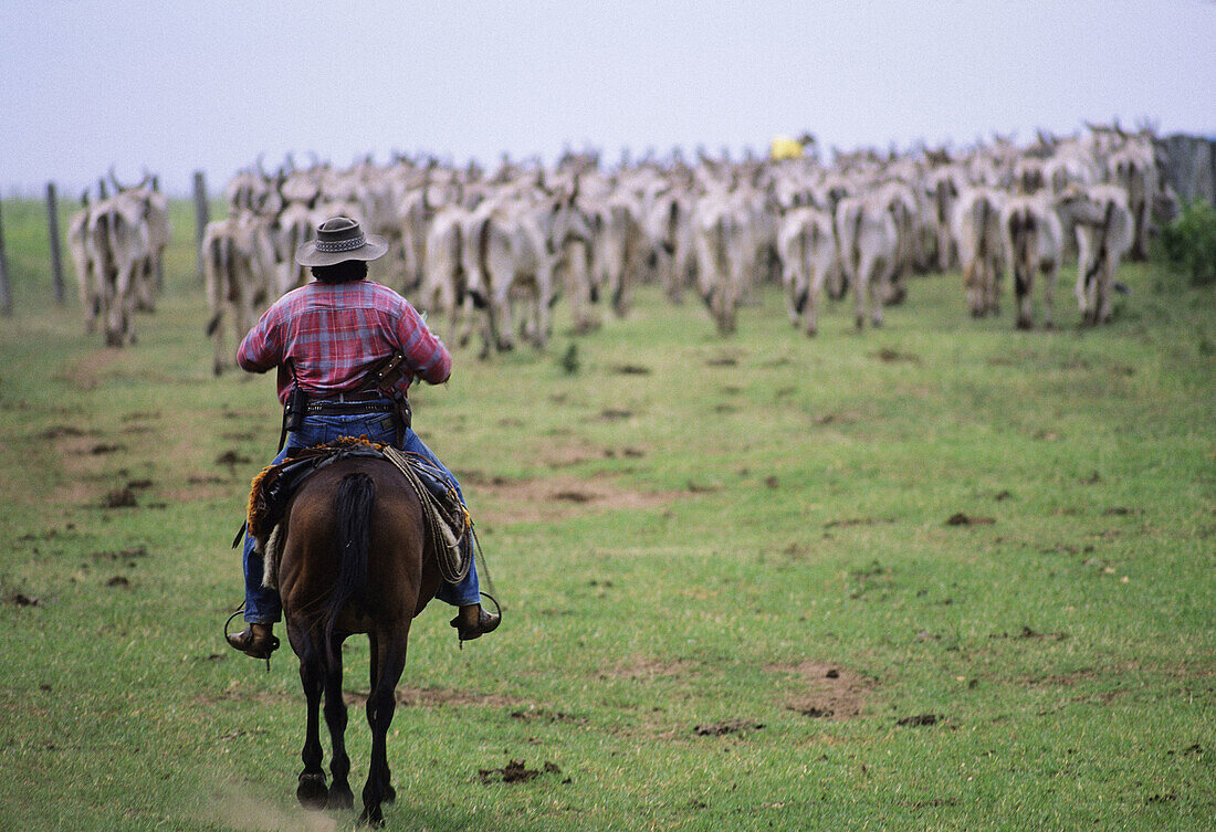 A Pantanerio Cowboy directs this herd of cattle back to the Caiman ranch in the Mato Grosso area of Pantanal, Brazil.