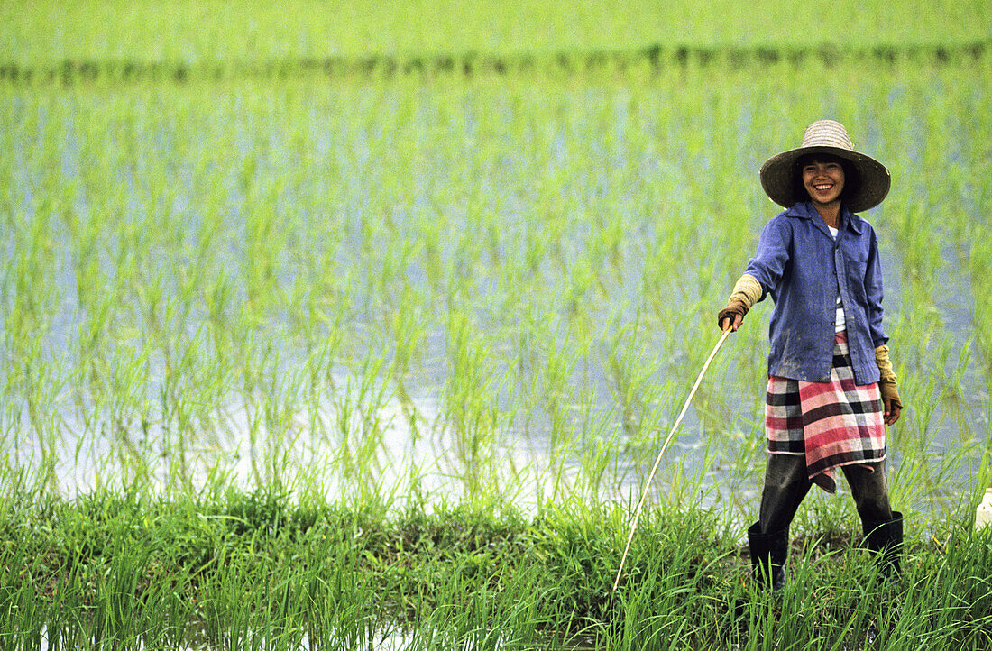 Rice farmer at rice paddy. Northern Thailand