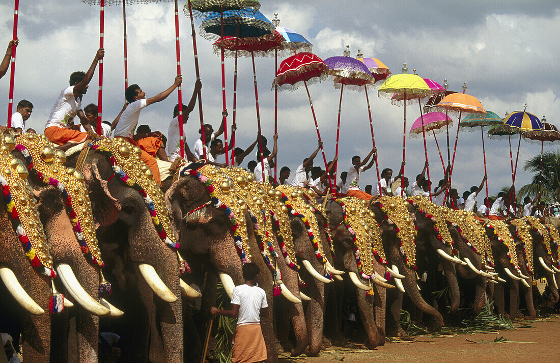 Elephants at annual Pooram festival. Trichur. Kerala, India