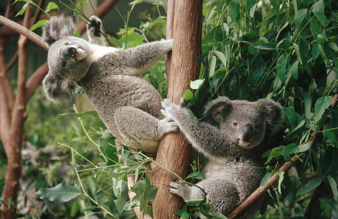 Lone Pine Koala Sanctuary, Brisbane. Queenslands, Australia