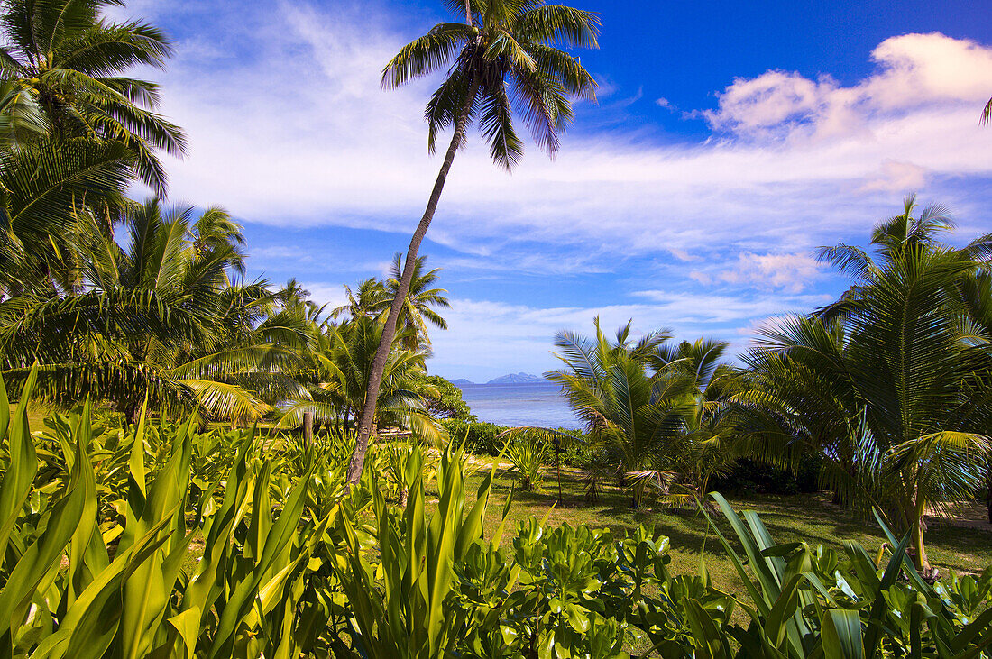 Palm trees and tropical vegetation at Vomo Island Resort contributes to the serenity and tranquility of the Fiji Islands