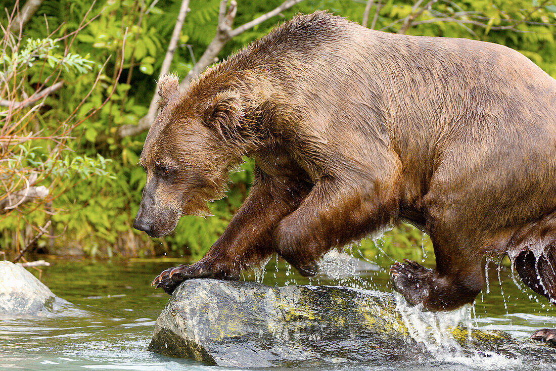 Sow (female) brown bear fishing for salmon near the Redoubt Bay Lodge, Big River Lakes, along the Cook Inlet, west of Anchorage, Alaska