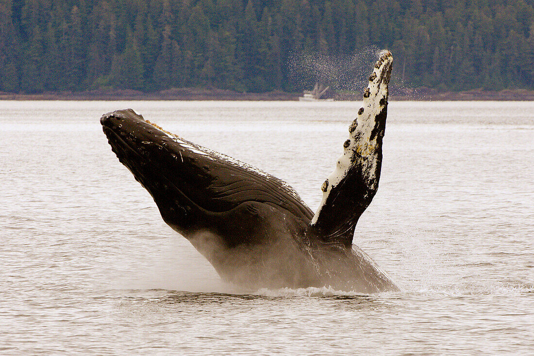 Humpback whale breaching in Chatham Straight, Inside Passage, Southeast Alaska