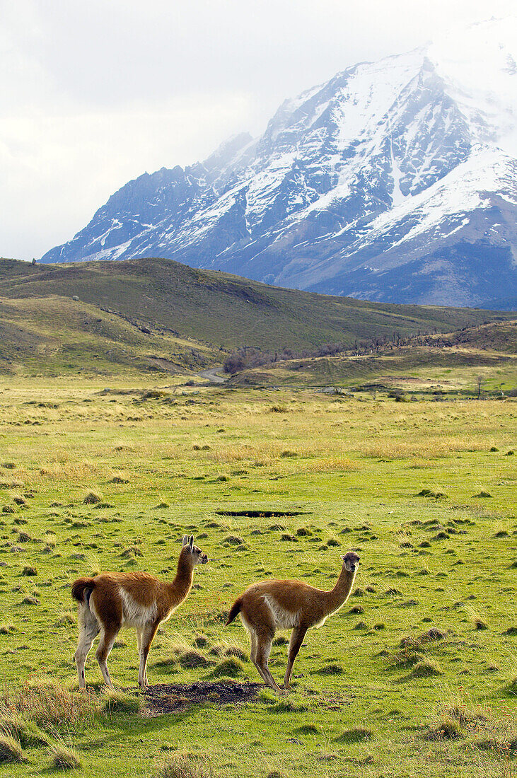 Guanaco (Lama guanicoe). Torres del Paine NP. Patagonia. Chile
