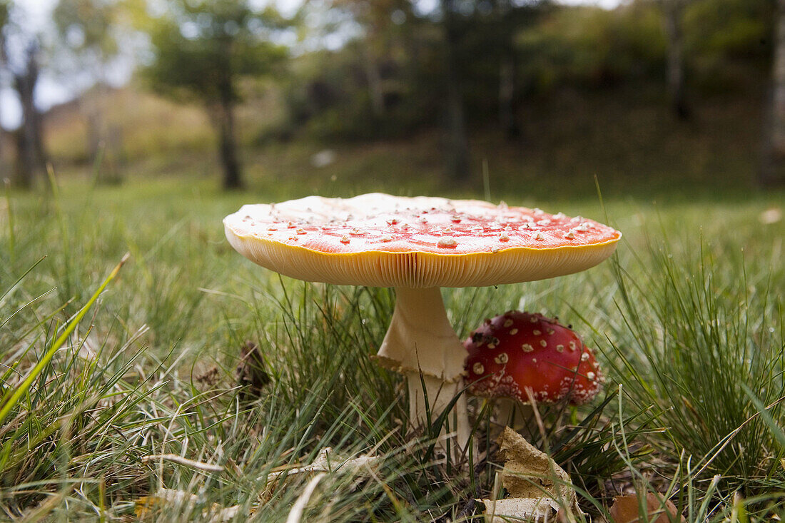 Fly agaric (Amanita muscaria)