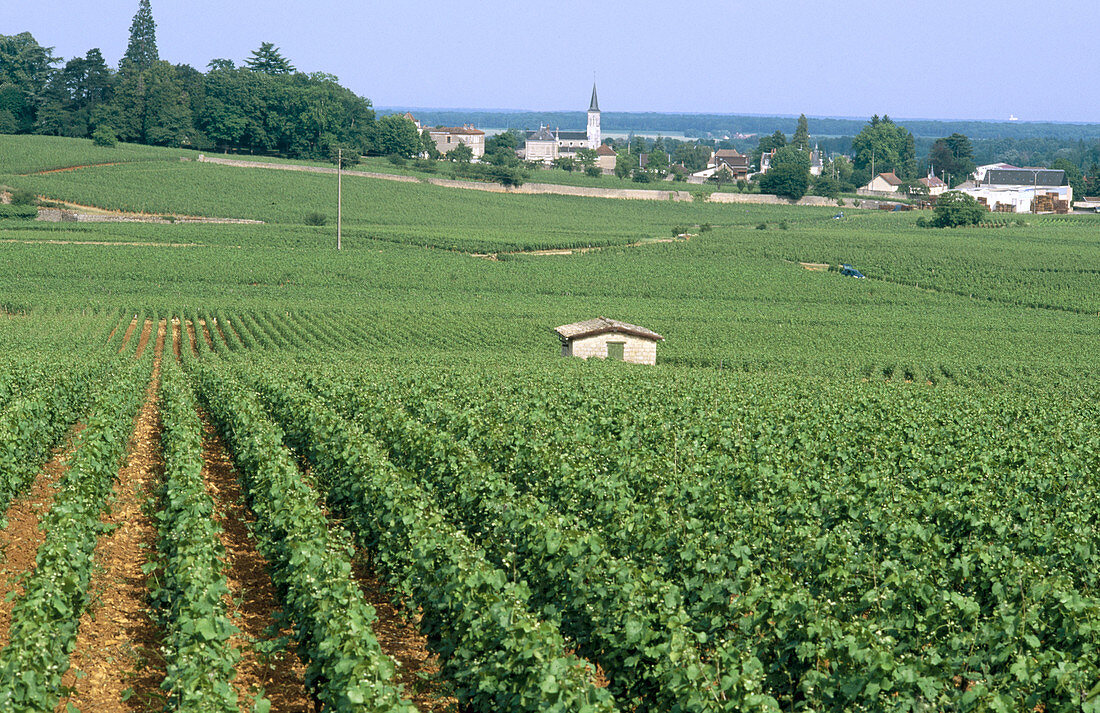 Vineyards. Burgundy, France