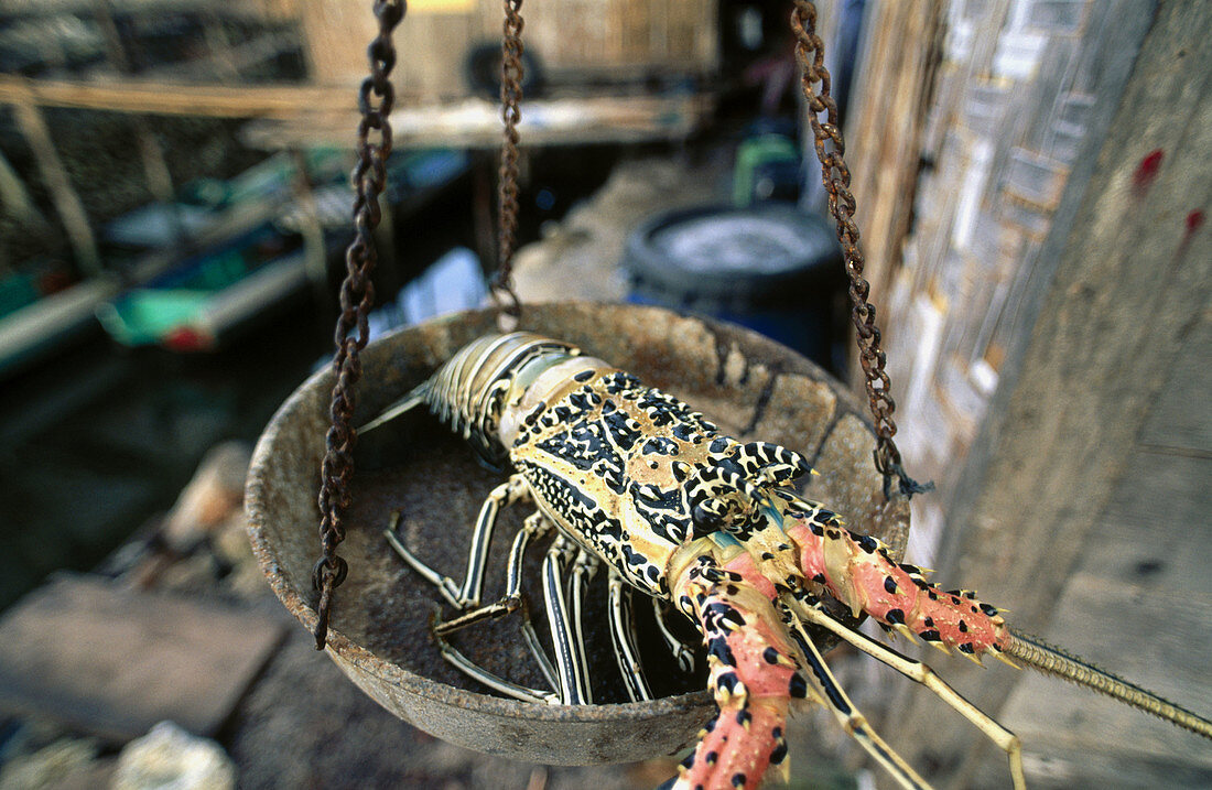 Painted crayfish (Panulirus ornatus) being weighed in the market. Sampela village, Wakatobi Marine Park, Tukangbesi Archipelago, Sulawesi, Indonesia 