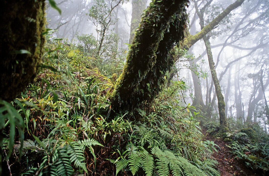 The Border Track running through misty temperate rainforest containing Beech trees (Nothofagus moorei), relics of the ancient forests of Gondwana, near Mt Bithongabel, Lamington National Park, Queensland, Australia
