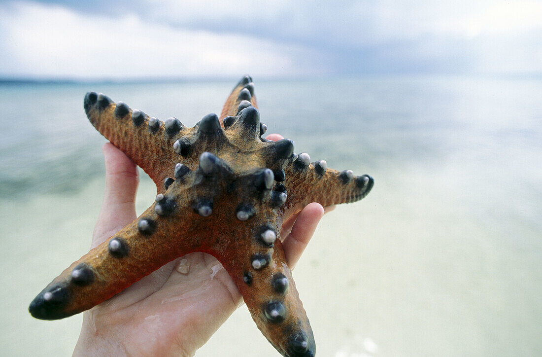 Large starfish (Protoreaster nodosus), Wakatobi National Marine Park, Hoga Island, Sulawesi, Indonesia.