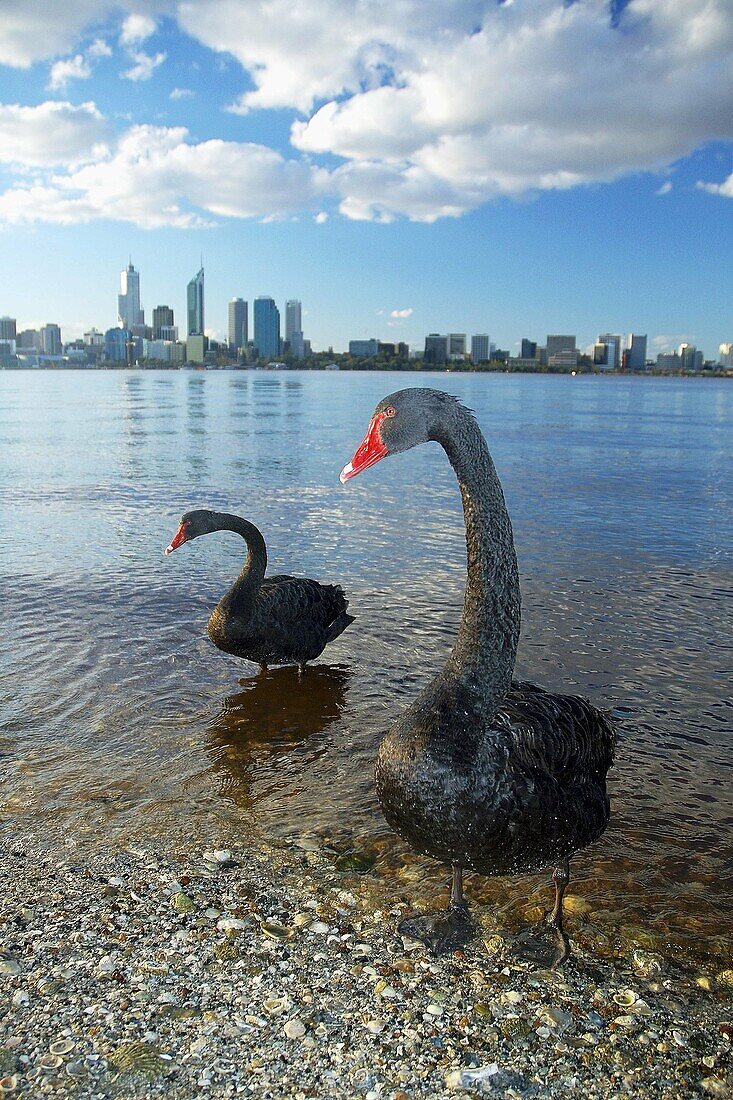 Australian black swans (Cygnus atratus) on Swan River with city of Perth in background, Western Australia