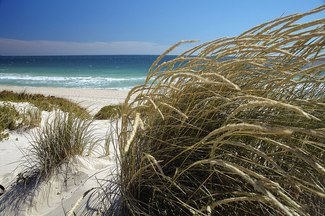 Grass growing on dunes behind beach