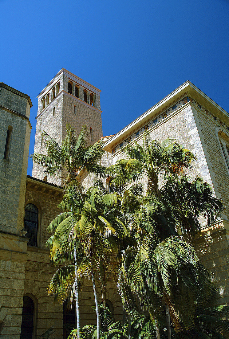 Palm trees and tower on campus of the University of Western Australia, Perth, Western Australia.