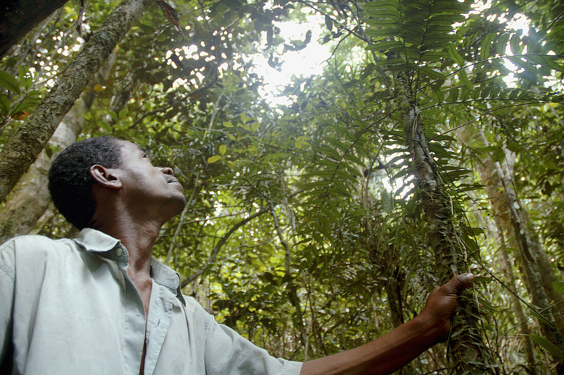 Marcel looks for lemurs in the rainforest canopy between Camp II and Camp III, Marojejy National Park, Madagascar.
