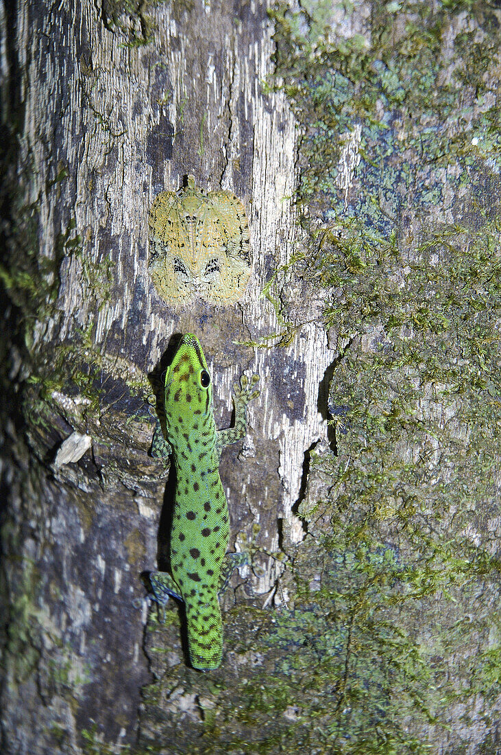 Day gecko (Phelsuma sp.) stalking well-camouflaged lantern bug on rainforest tree trunk in Masoala National Park, Madagascar