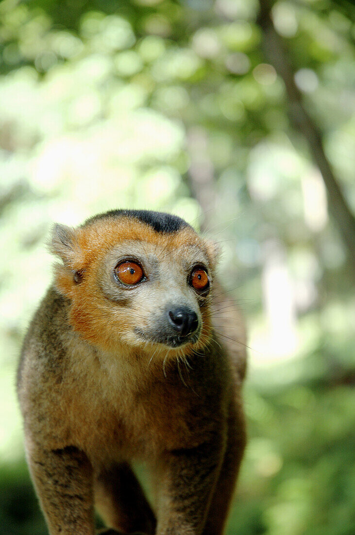 Male crowned lemur (Eulemur coronatus), Parc Ivoloina, Madagascar. Listed by IUCN as vulnerable to extinction.