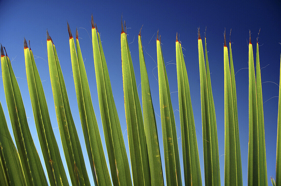 Palm frond against blue sky